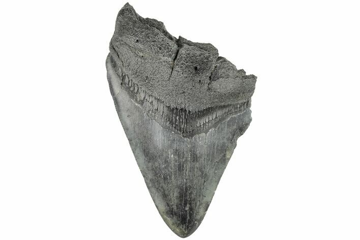 Partial Megalodon Tooth - South Carolina #194029